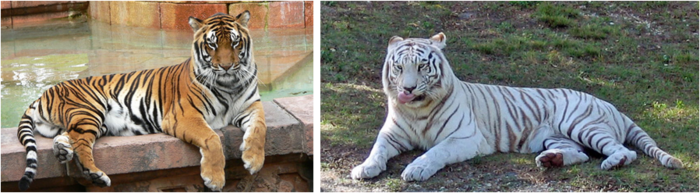 Panthera tigris tigris01.png