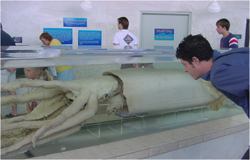 Architeuthis 02.png